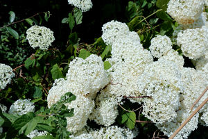 Photo 38- click for photo gallery